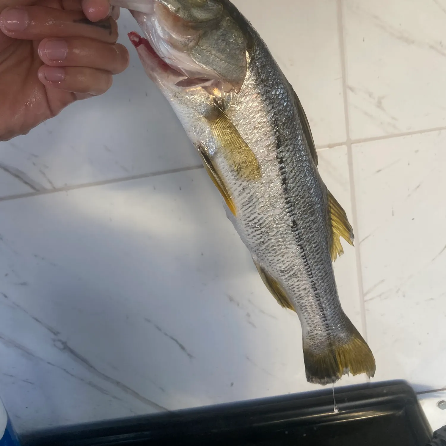 Common snook caught on Fishbrain