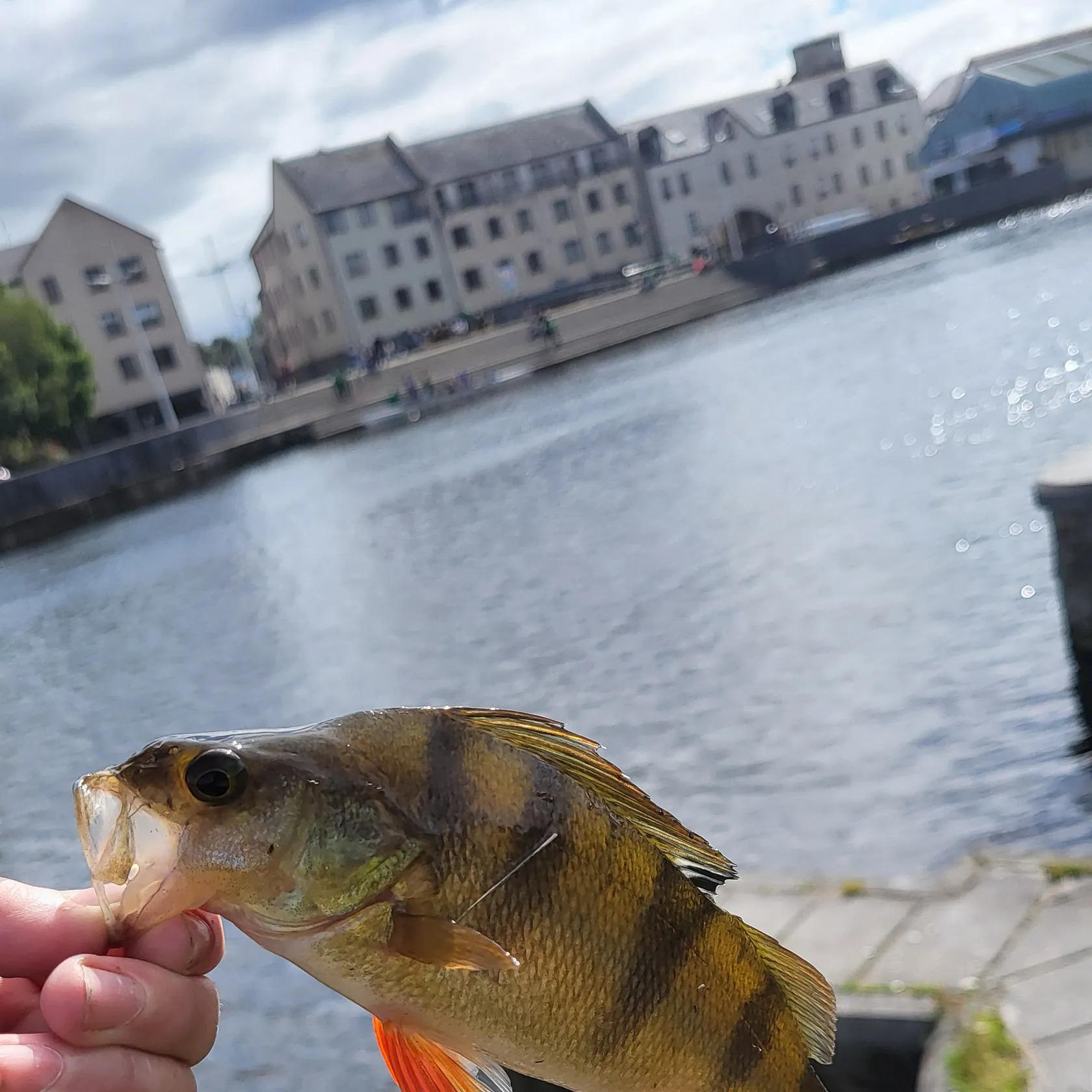 The most recent European perch catches on Fishbrain