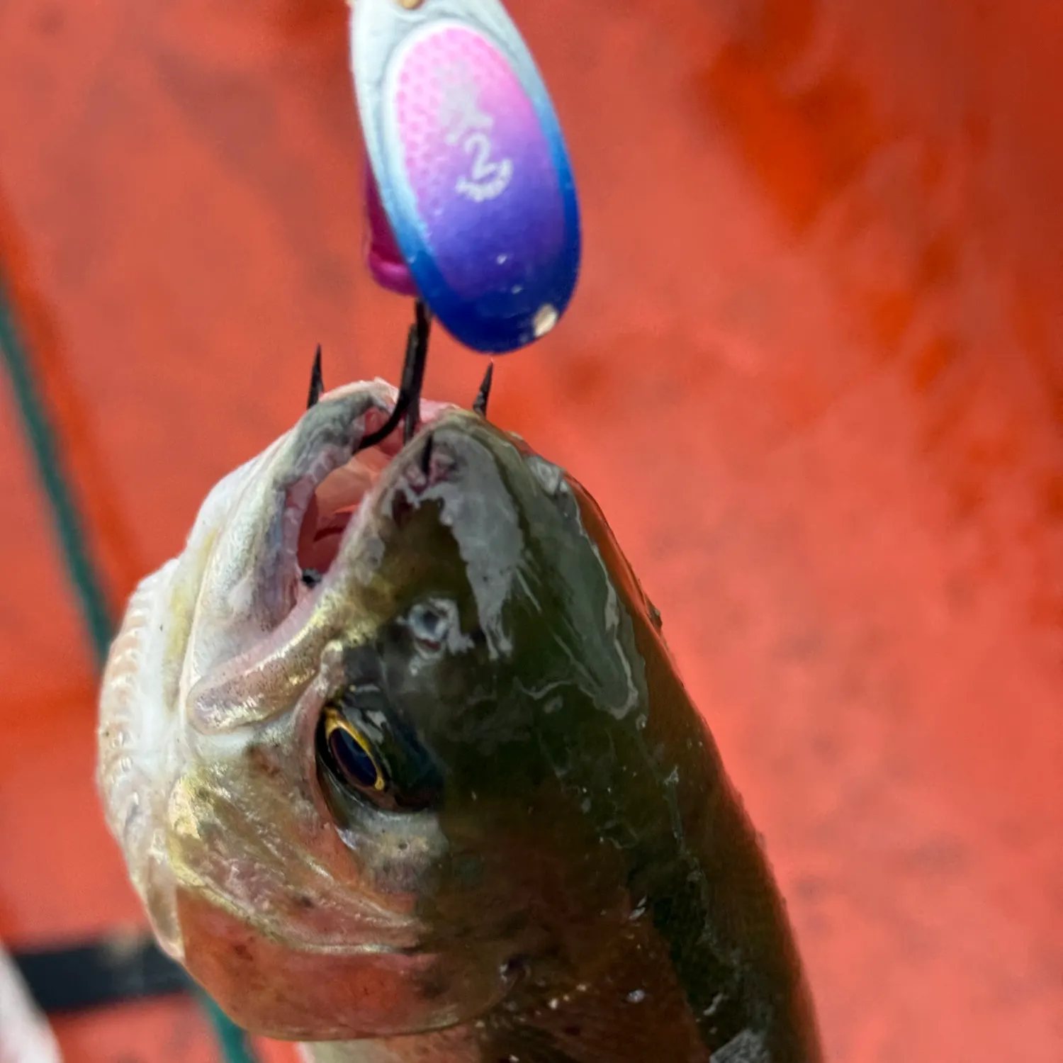 Rainbow trout caught on Fishbrain