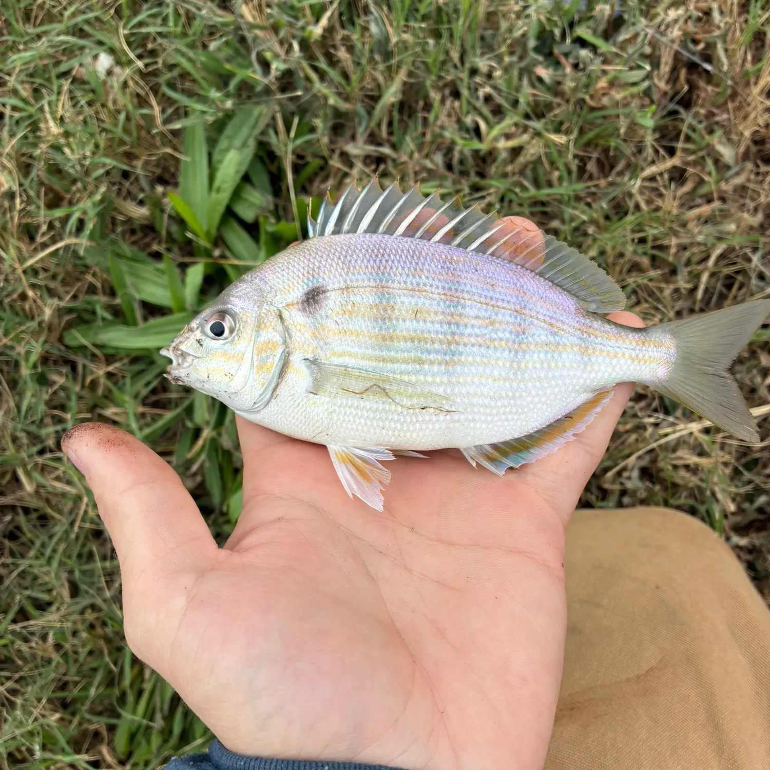 Pinfish caught on Fishbrain