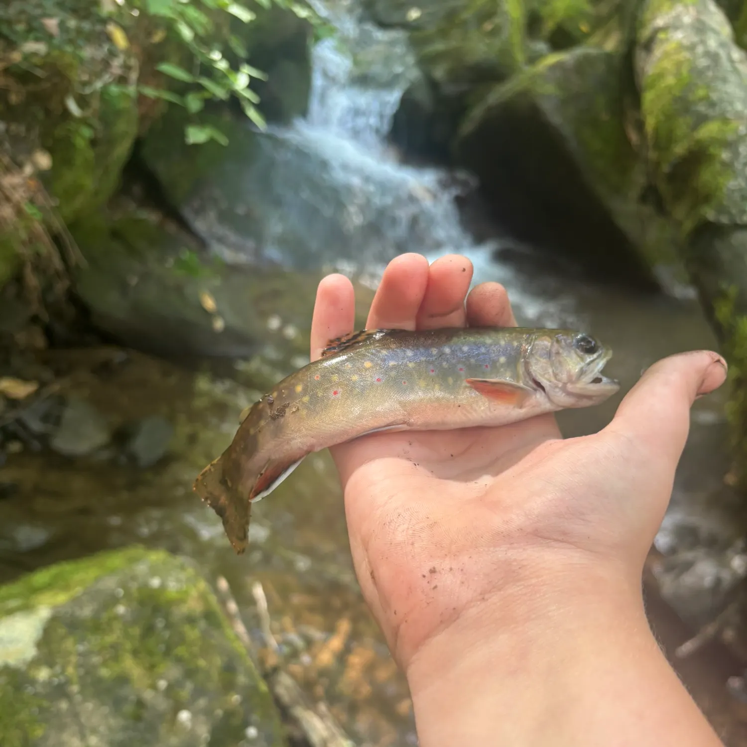 Brook trout caught on Fishbrain