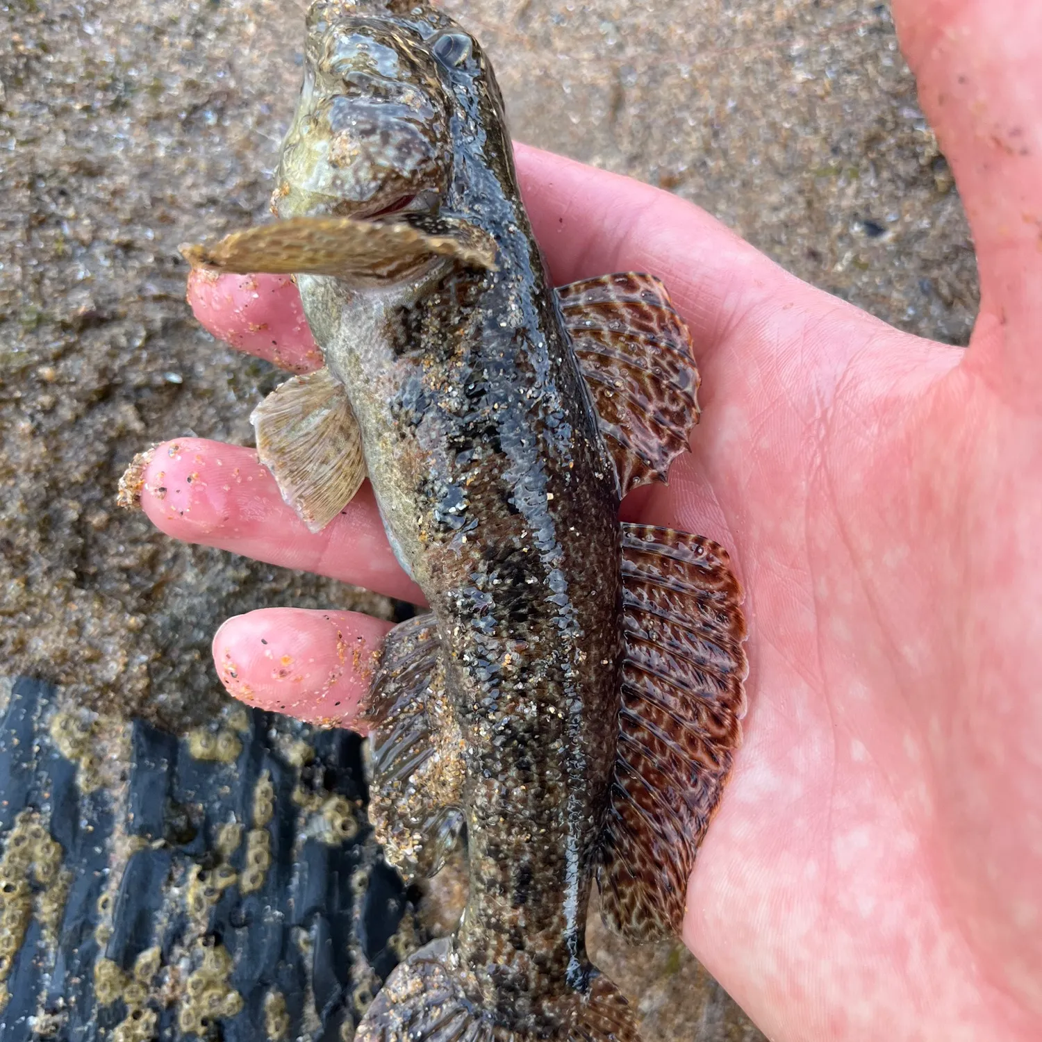 The most recent Giant goby catches on Fishbrain