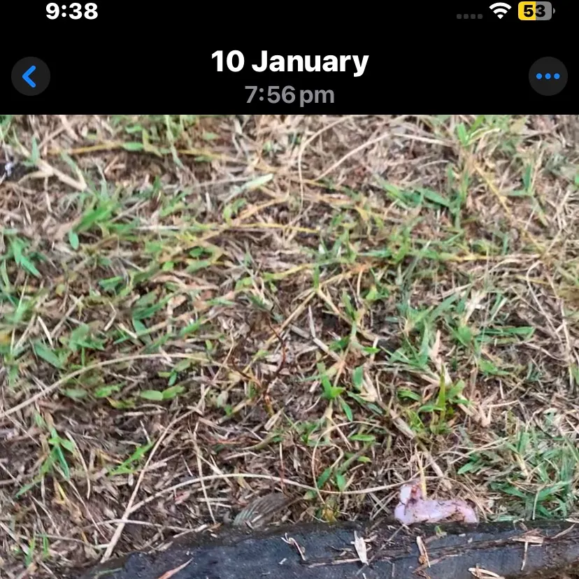 The most recent Dusky flathead catches on Fishbrain