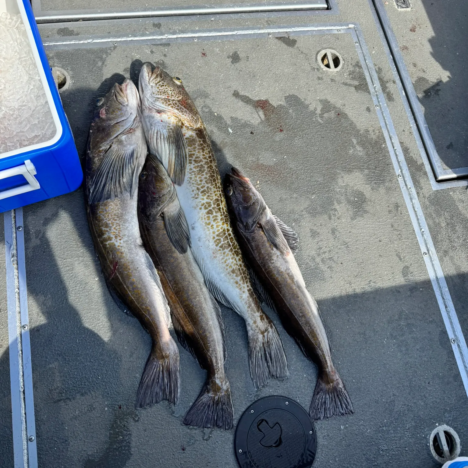 The most recent Lingcod catches on Fishbrain