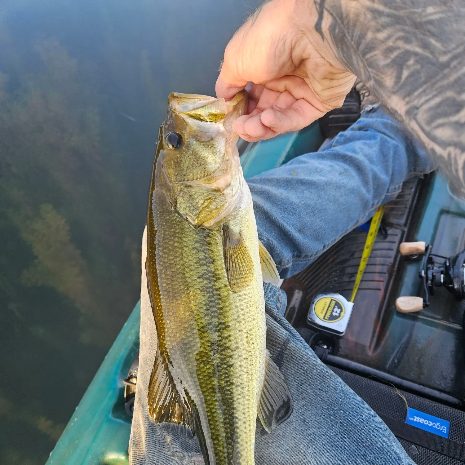 Largemouth bass caught on Fishbrain