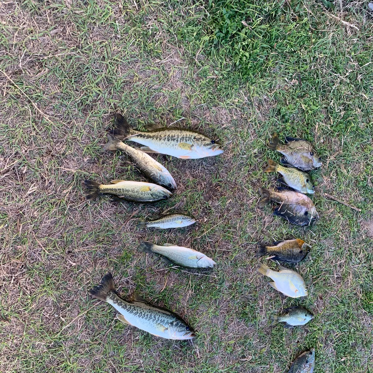 angler catch