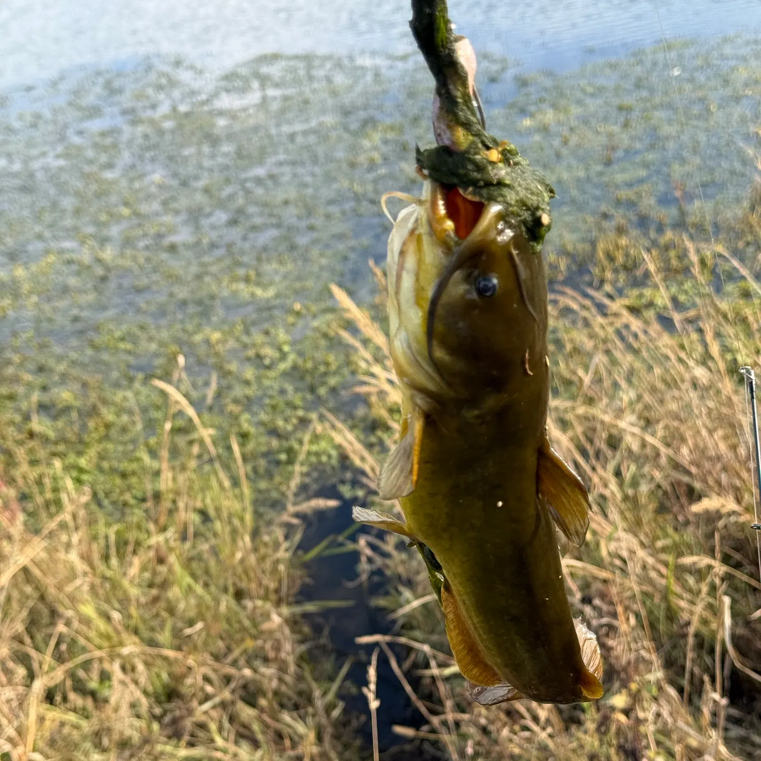 Yellow bullhead caught on Fishbrain