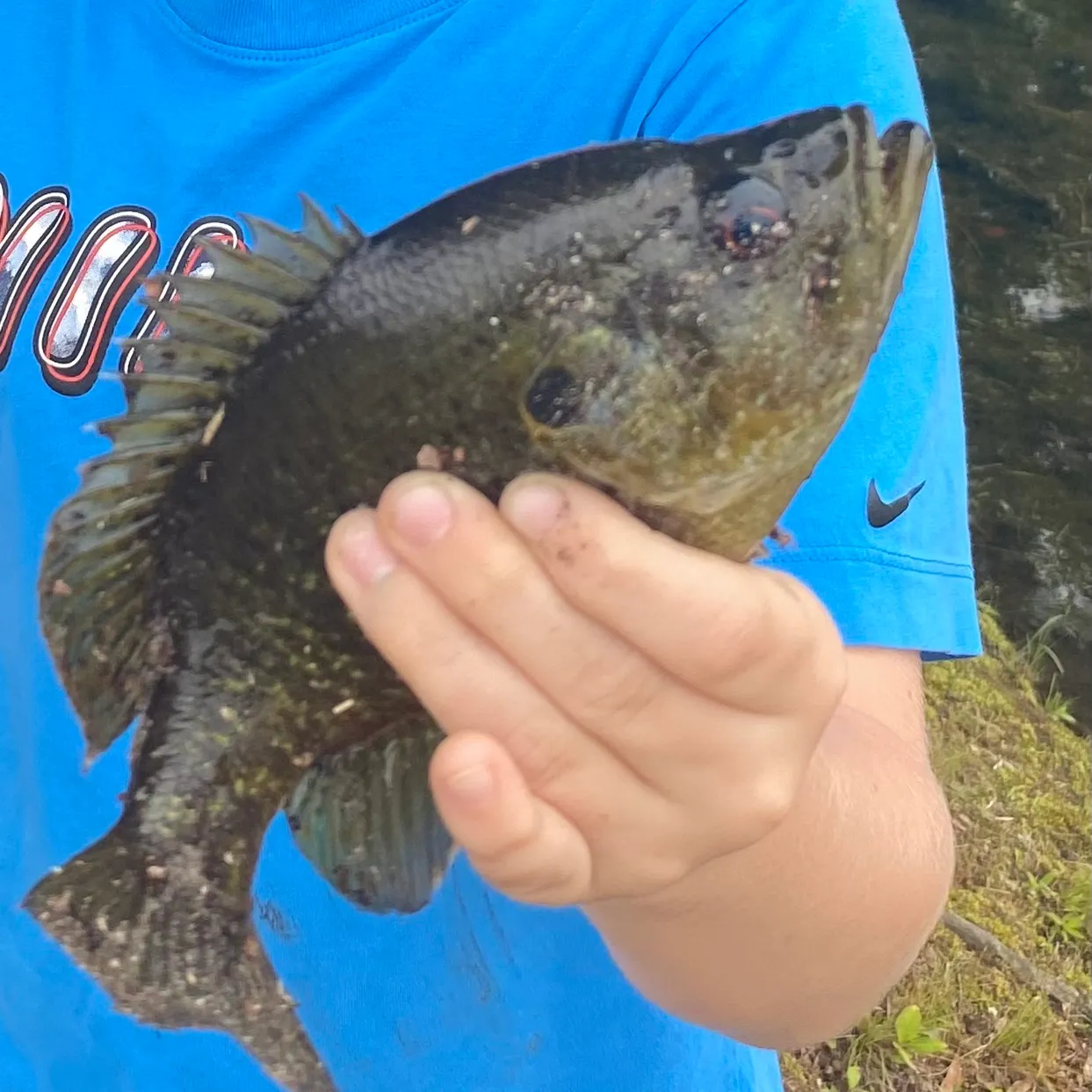 The most recent Bluegill catches on Fishbrain