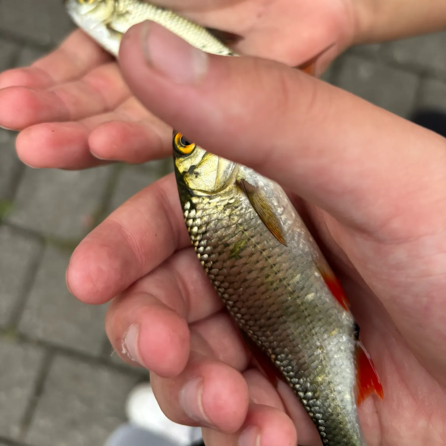 Common rudd caught on Fishbrain