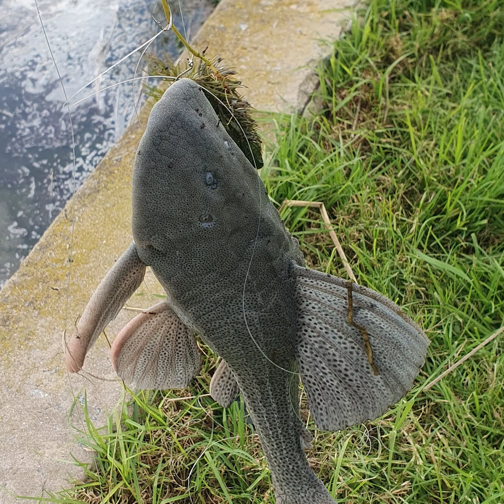 most liked catch image