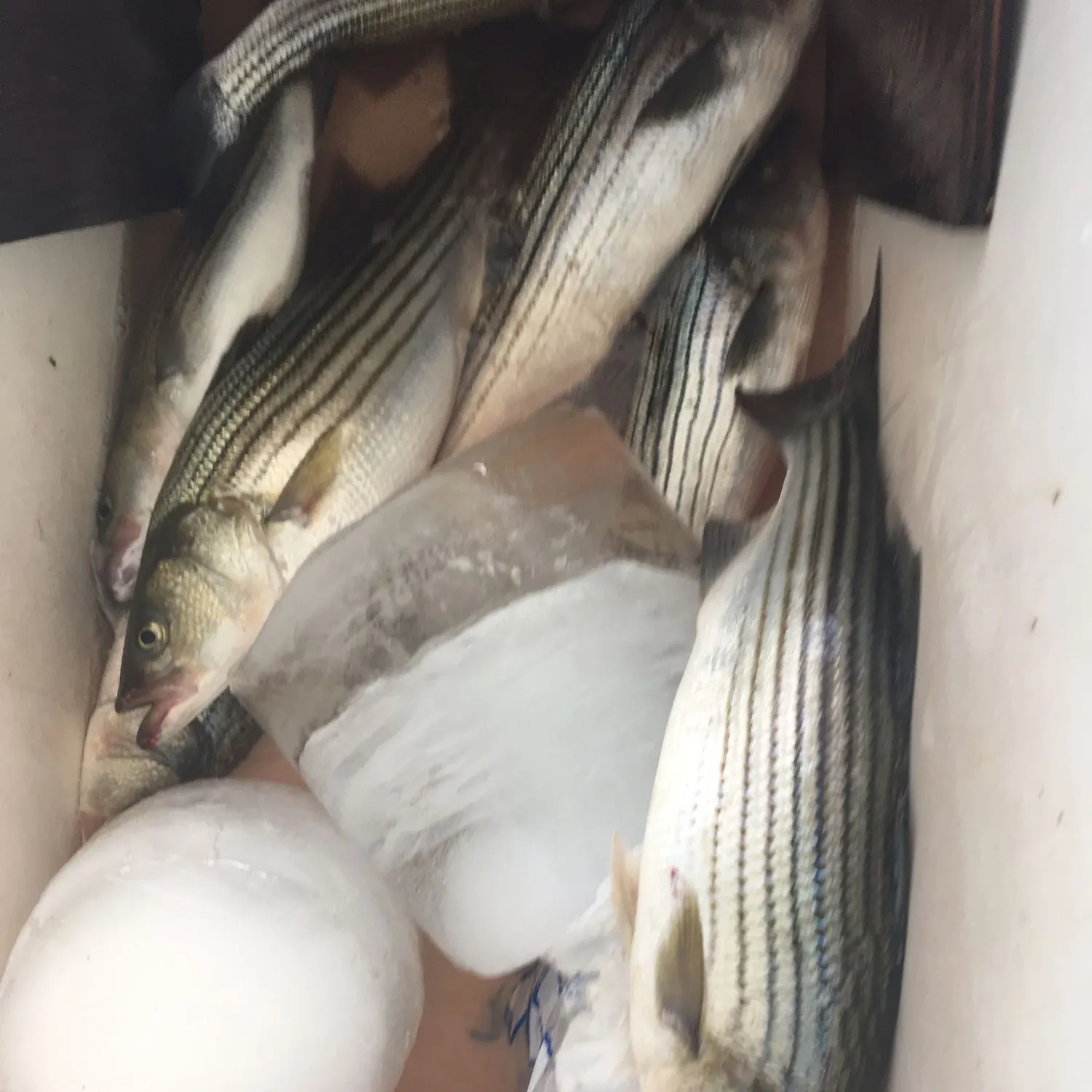 recently logged catches