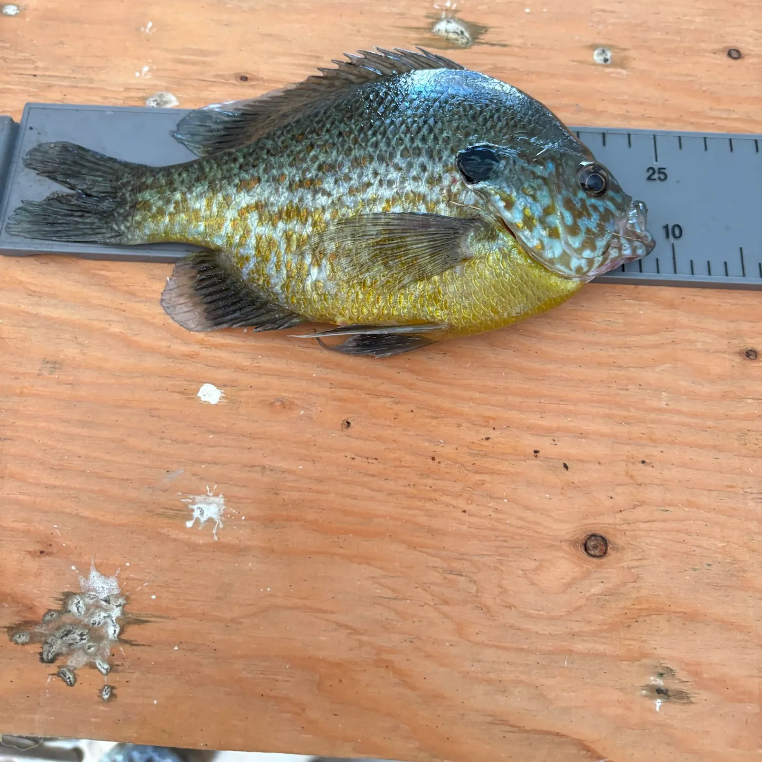 Pumpkinseed caught on Fishbrain