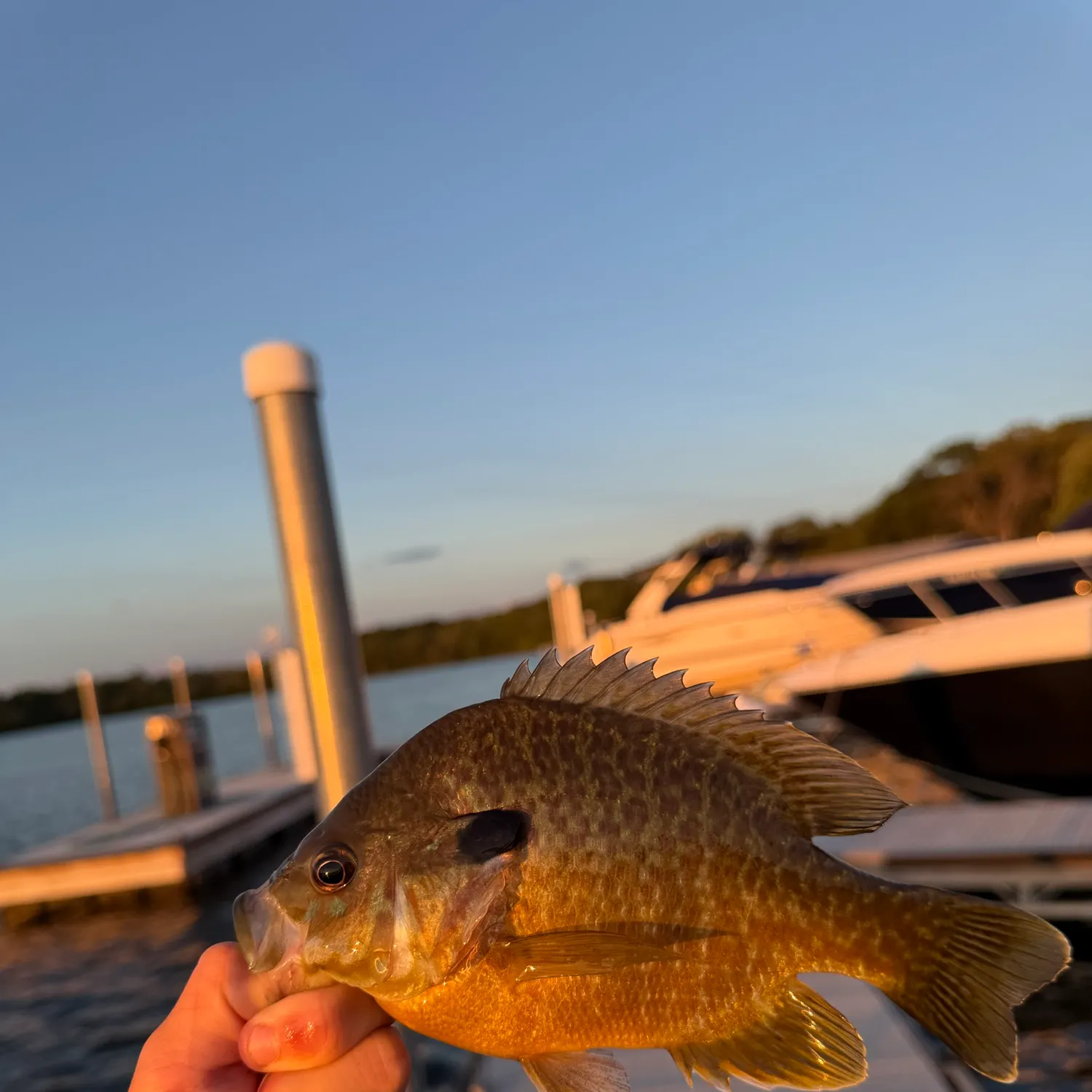 Greengill hybrid caught on Fishbrain