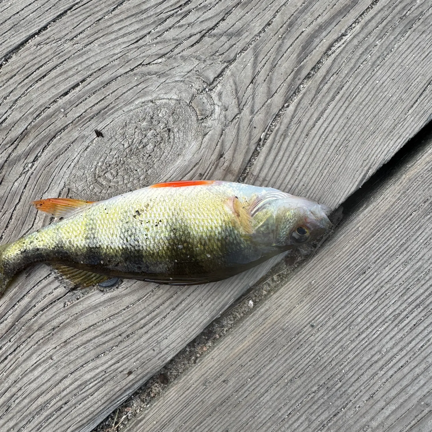 Yellow perch caught on Fishbrain