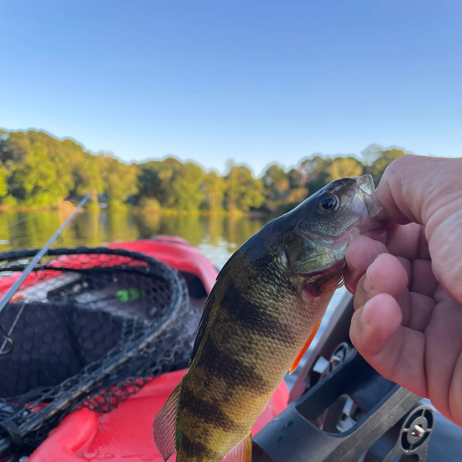 Yellow perch caught on Fishbrain