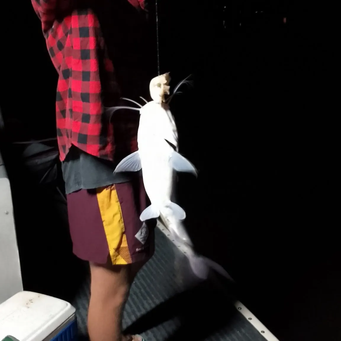 The most recent Cobbler catches on Fishbrain