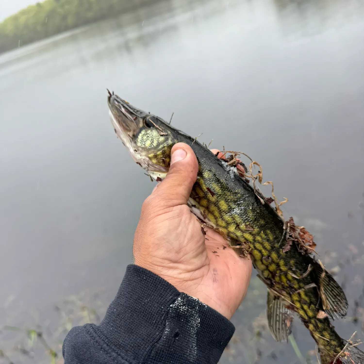 The most recent Chain pickerel catches on Fishbrain