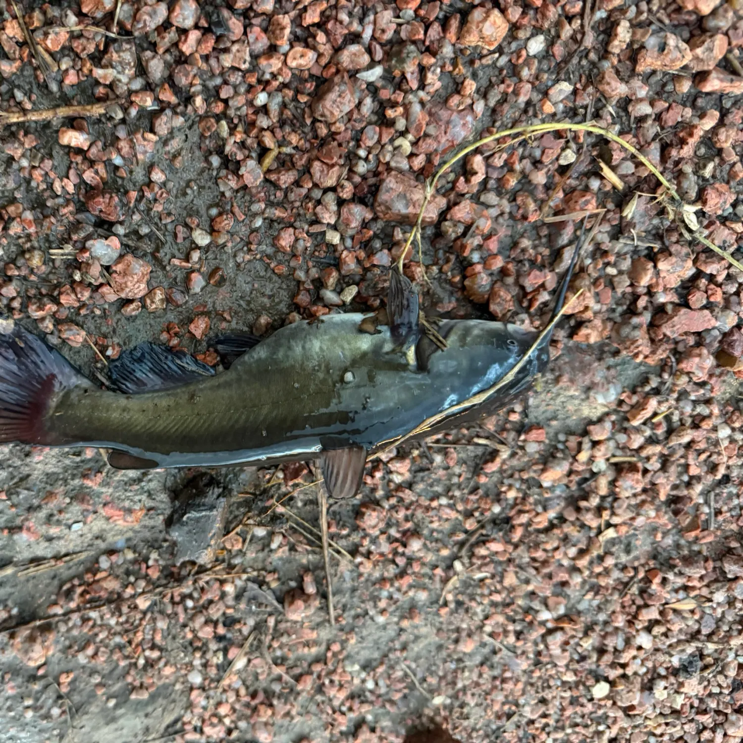 Channel catfish caught on Fishbrain