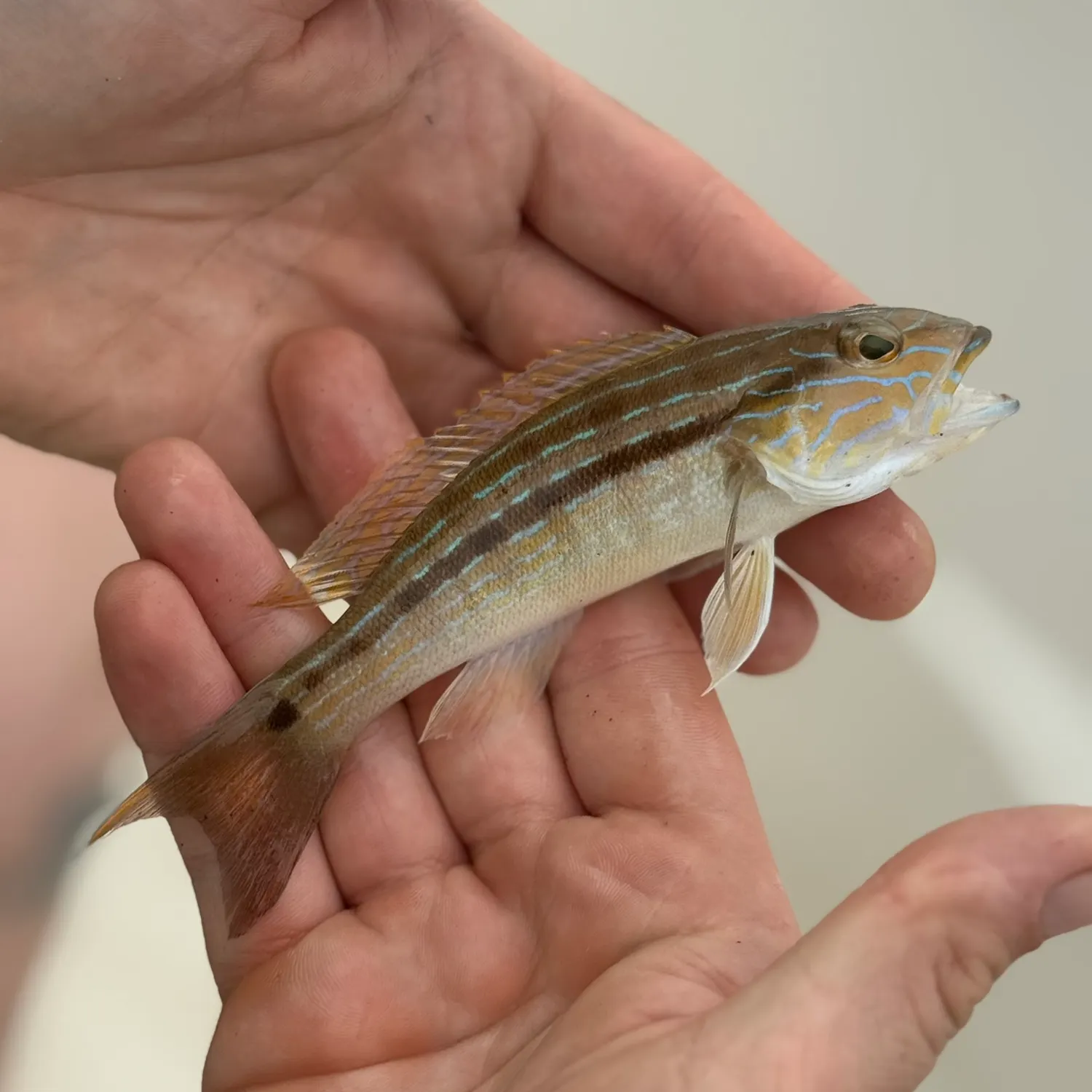 The most recent Sand perch catches on Fishbrain