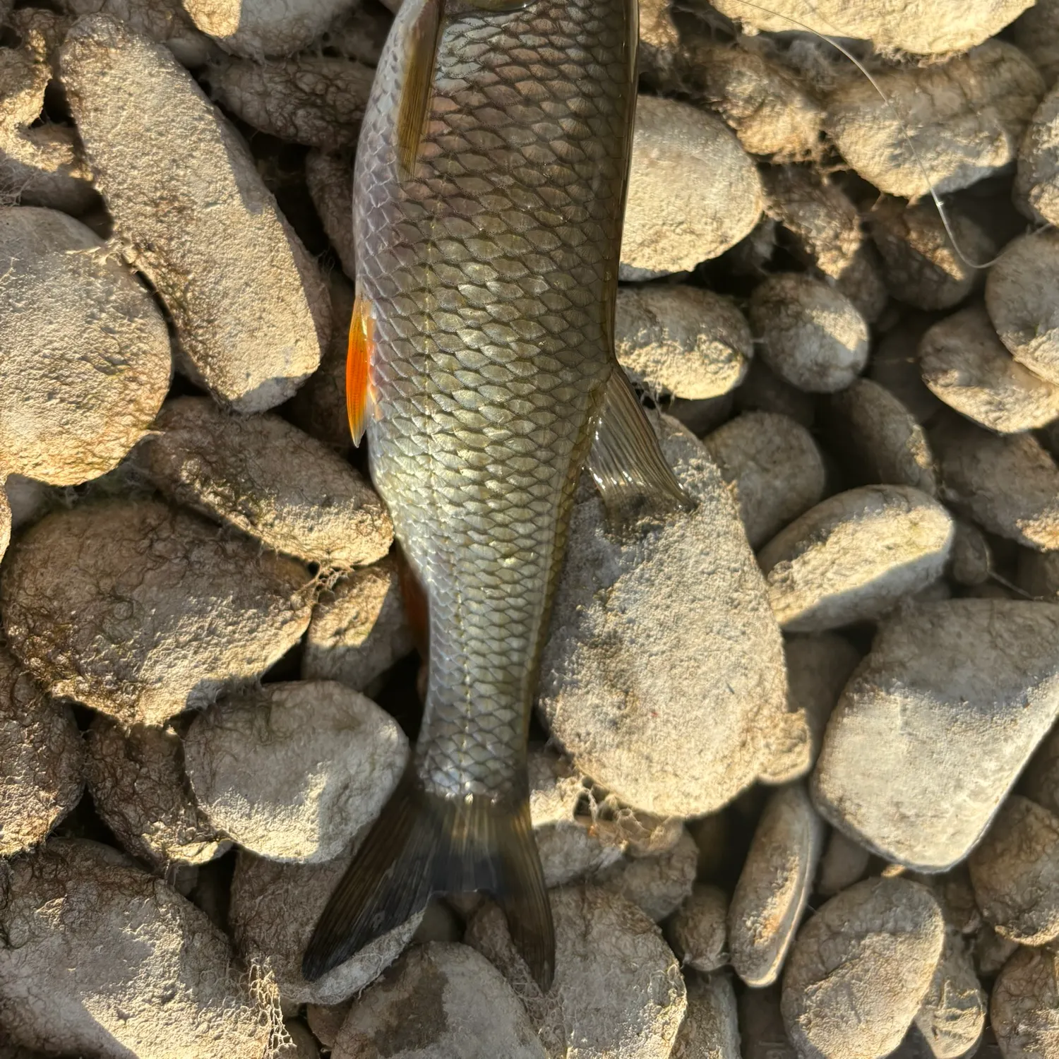 Fallfish caught on Fishbrain