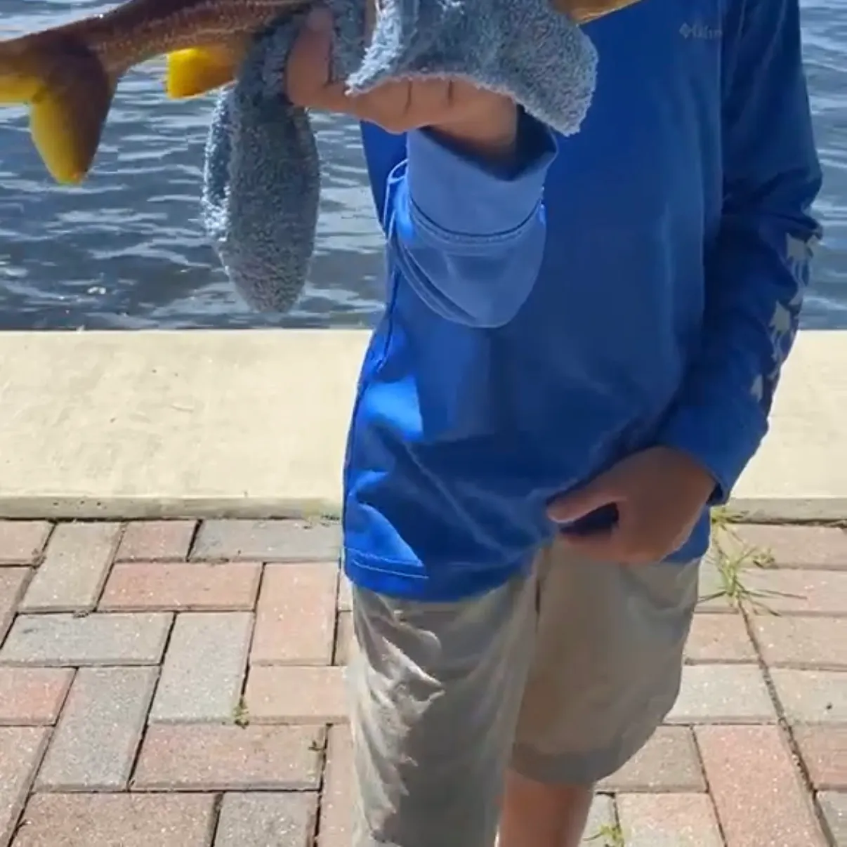 The most recent Bluestriped grunt catches on Fishbrain