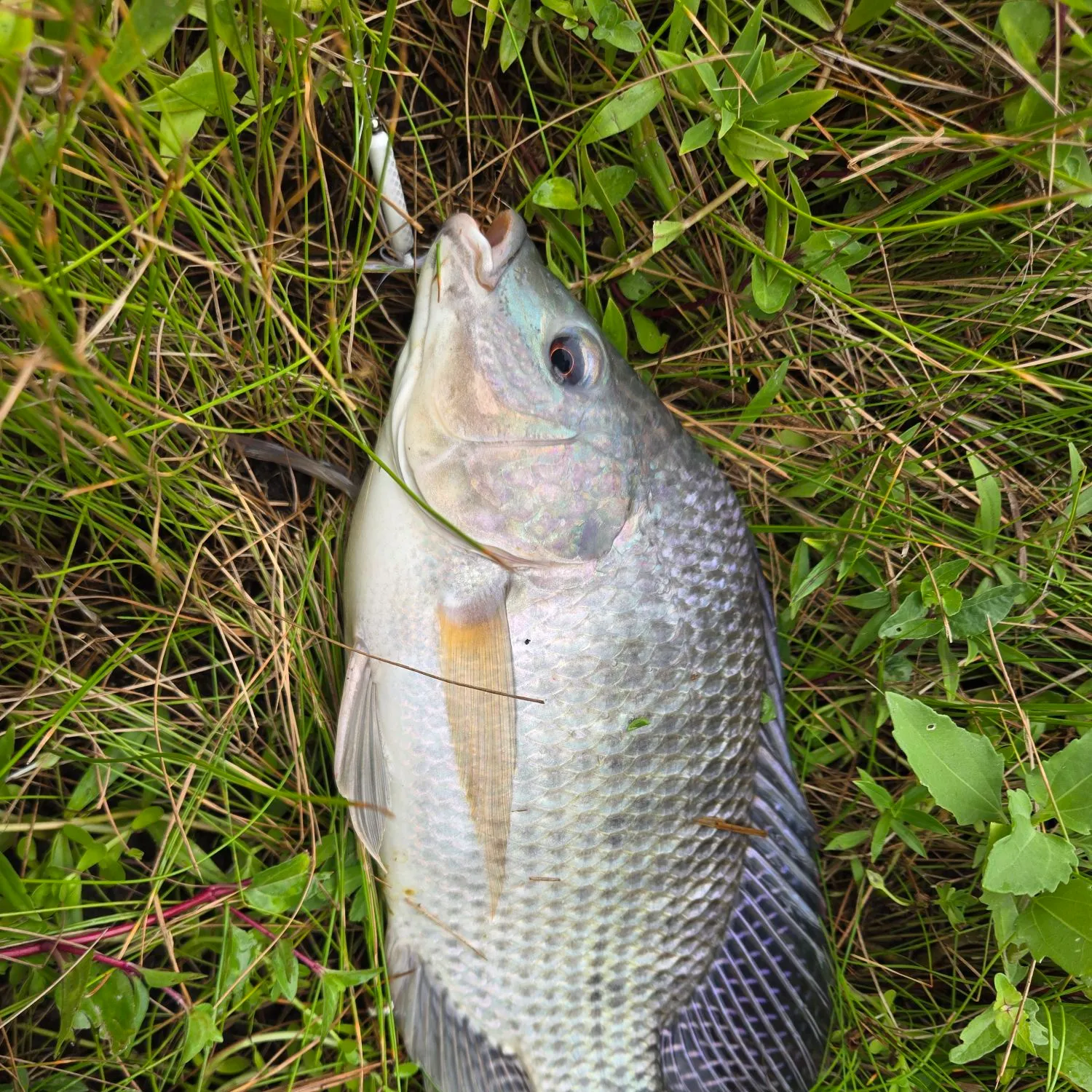 Nile tilapia caught on Fishbrain