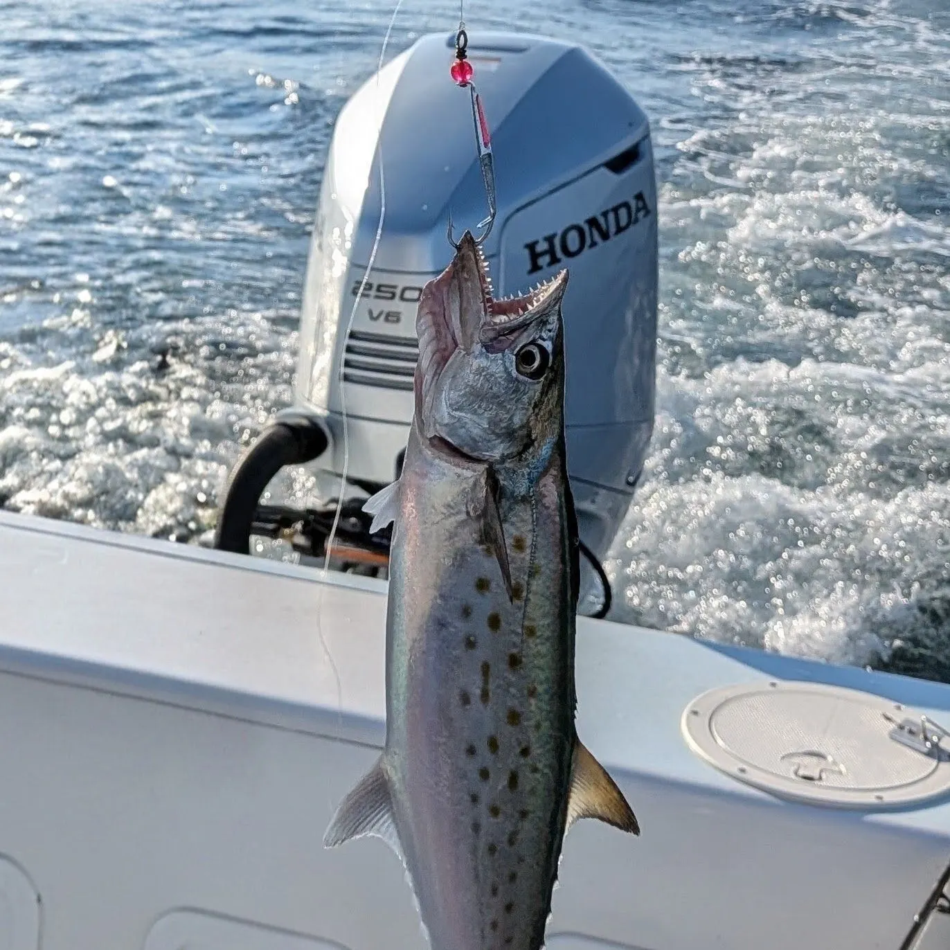 Spanish mackerel caught on Fishbrain