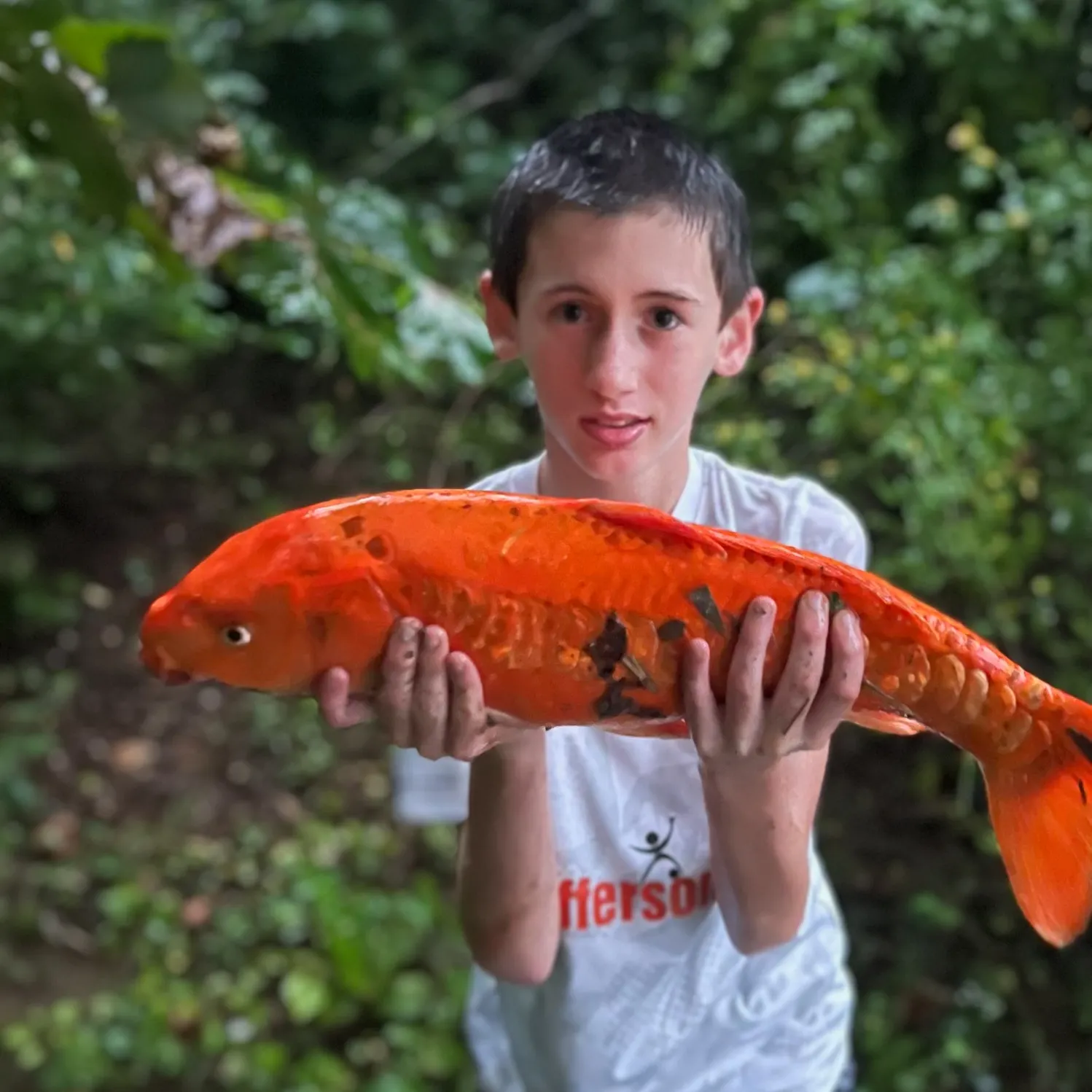 Koi carp caught on Fishbrain