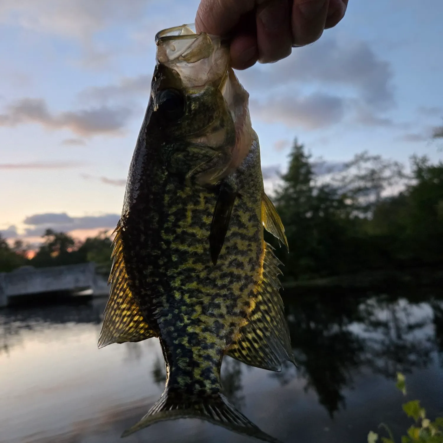 Black crappie caught on Fishbrain