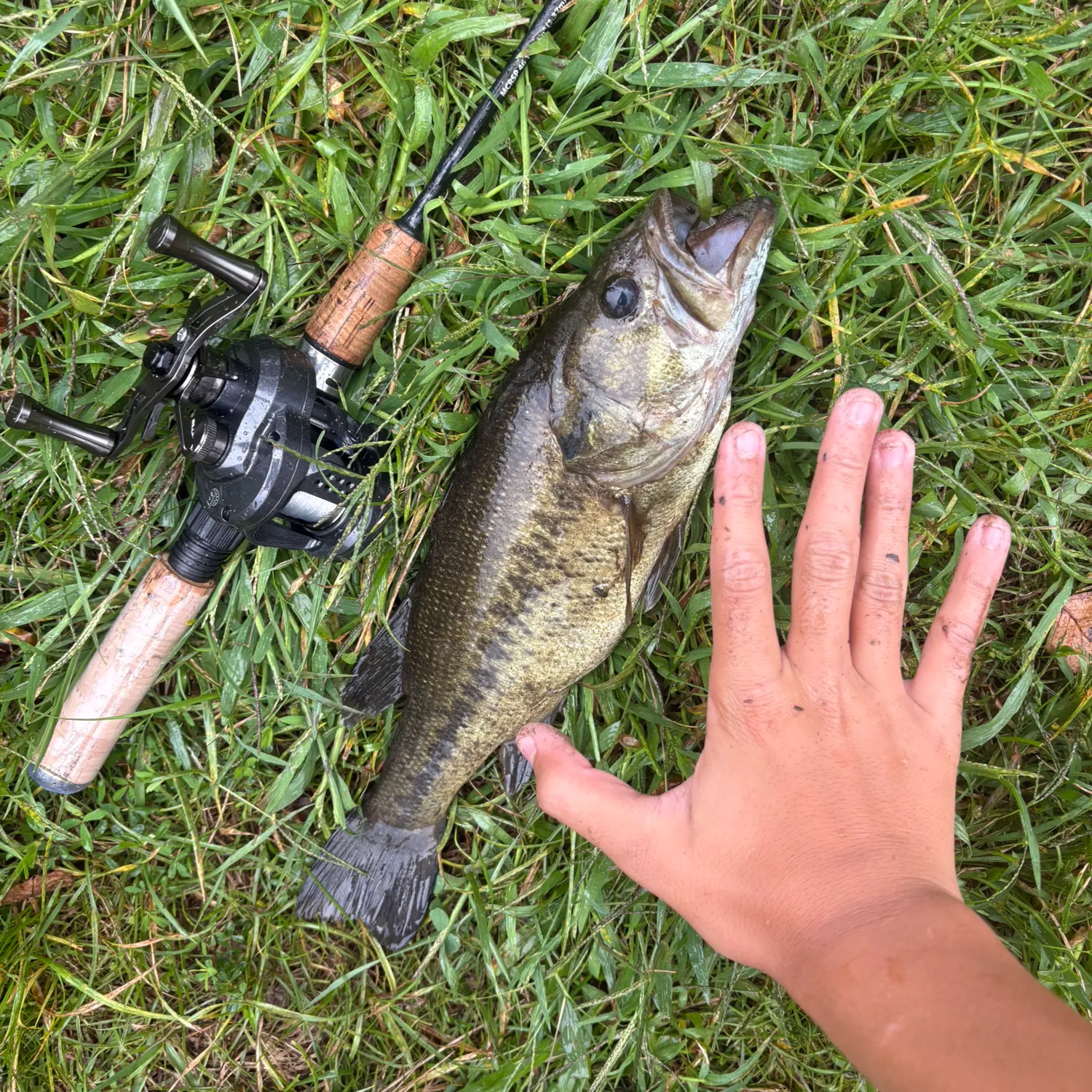 Largemouth bass caught on Fishbrain