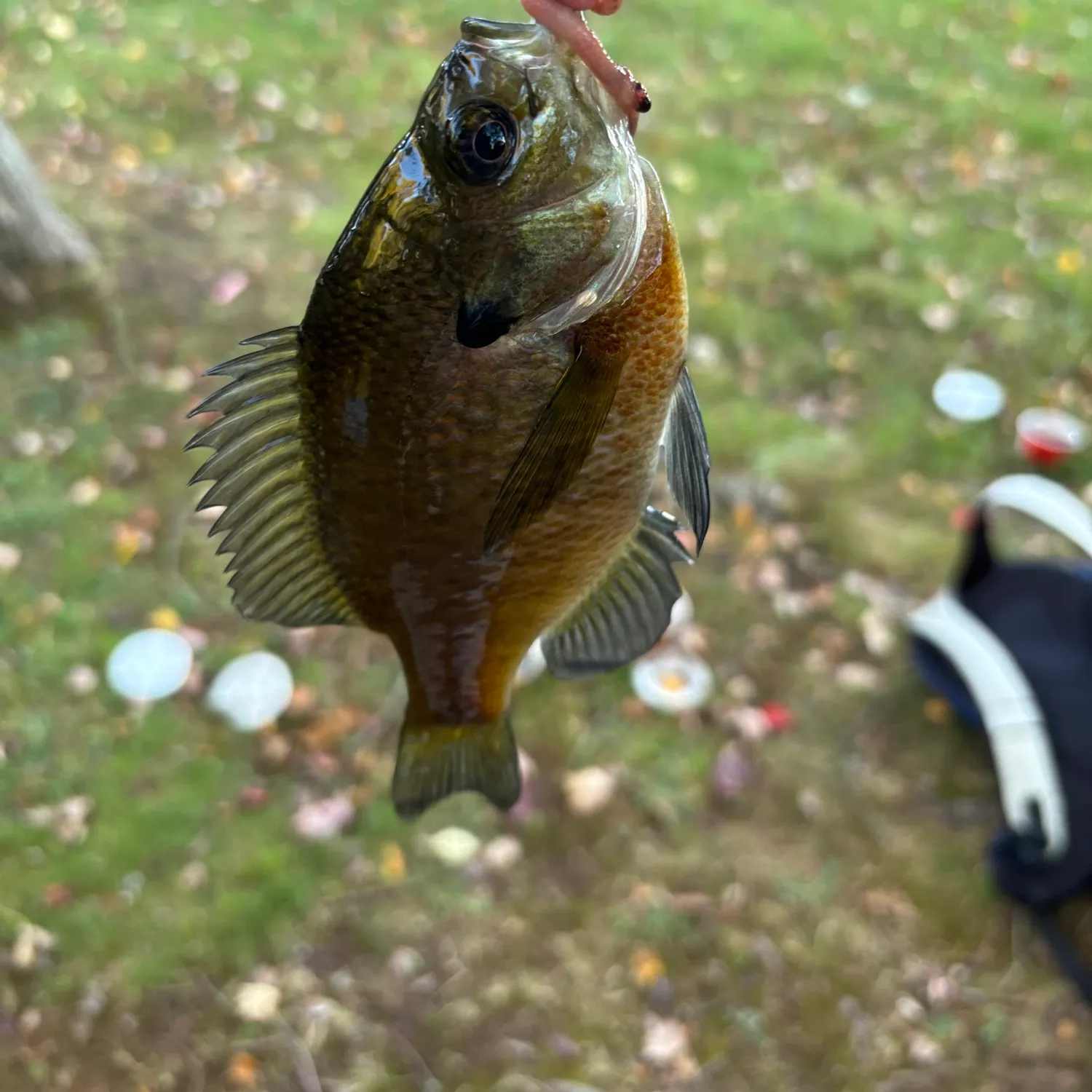 Bluegill caught on Fishbrain
