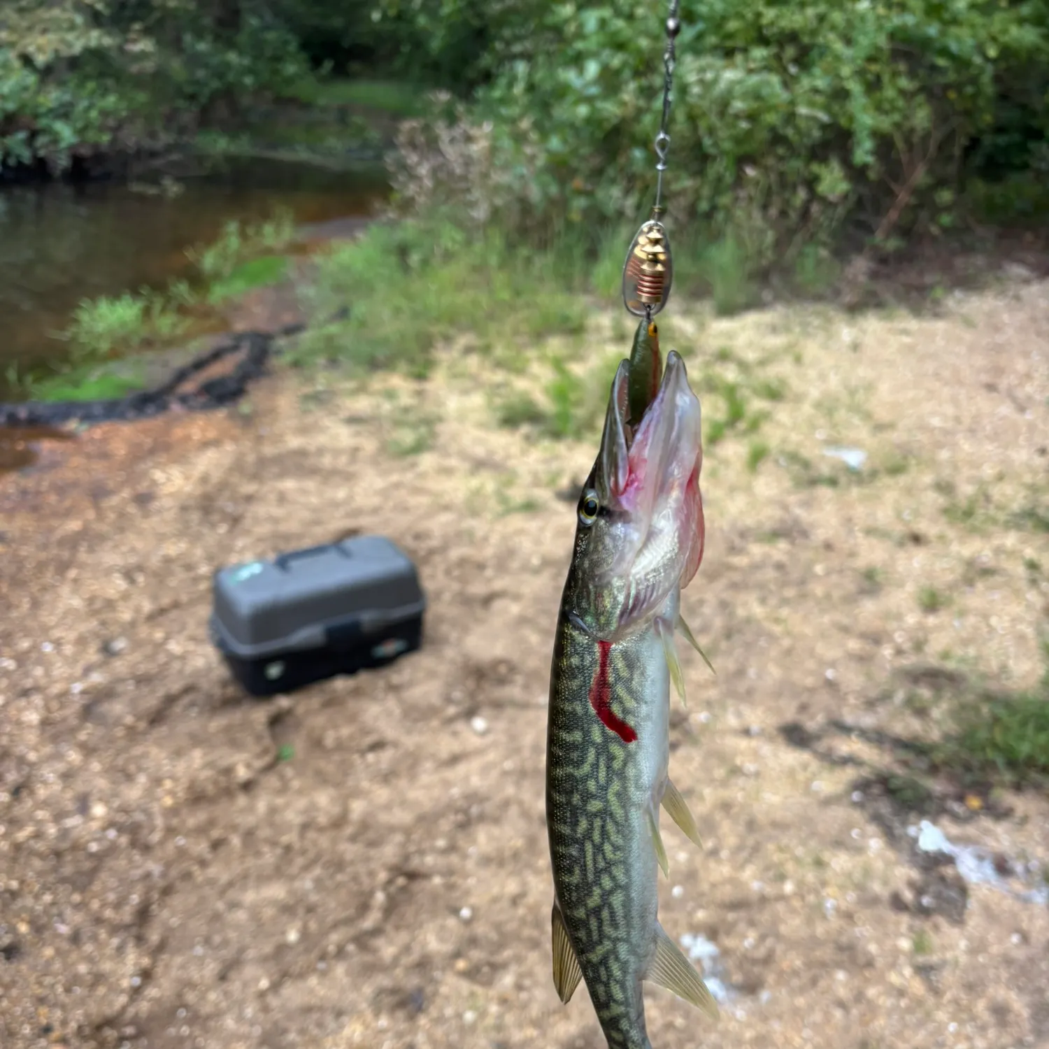 Chain pickerel caught on Fishbrain