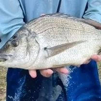 Southern black bream caught on Fishbrain