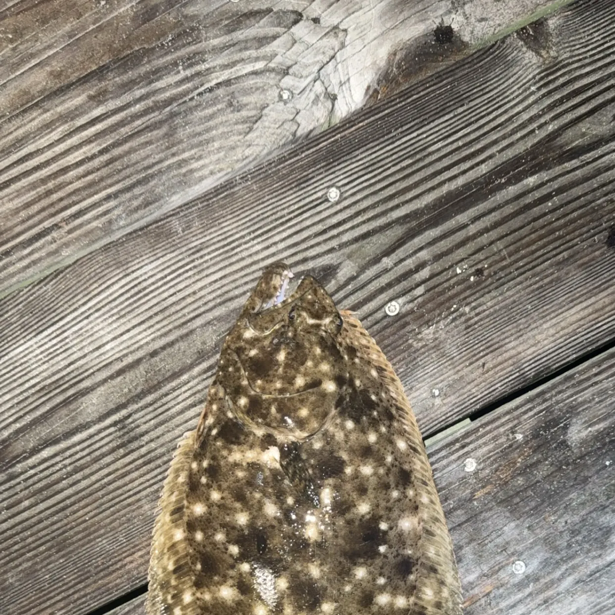 The most recent Gulf flounder catches on Fishbrain