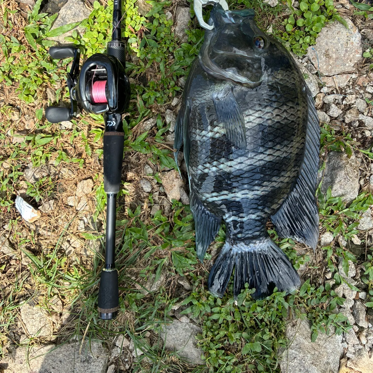 The most recent Zebra tilapia catches on Fishbrain
