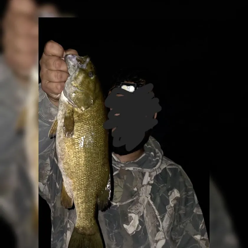 Smallmouth bass caught on Fishbrain