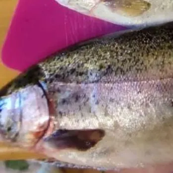 Rainbow trout caught on Fishbrain