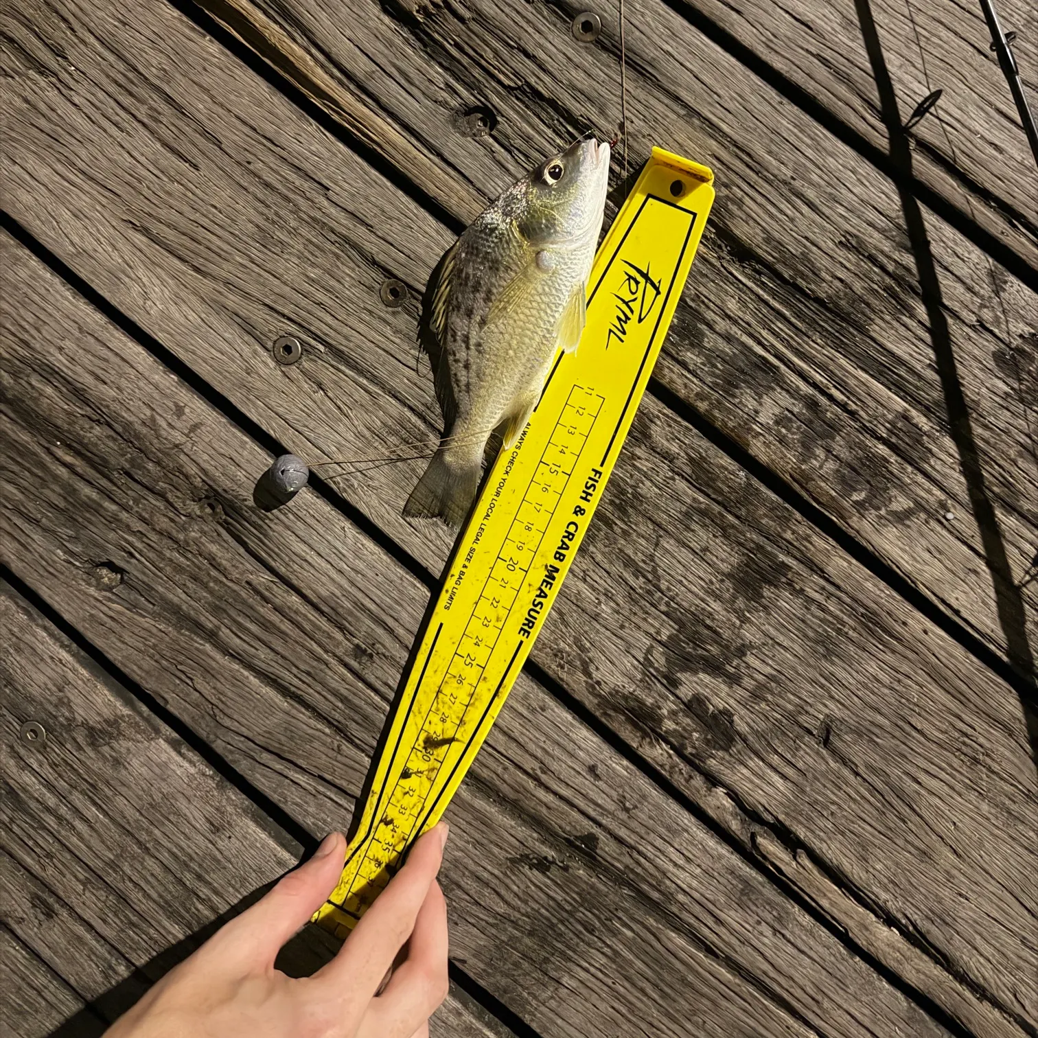 recently logged catches