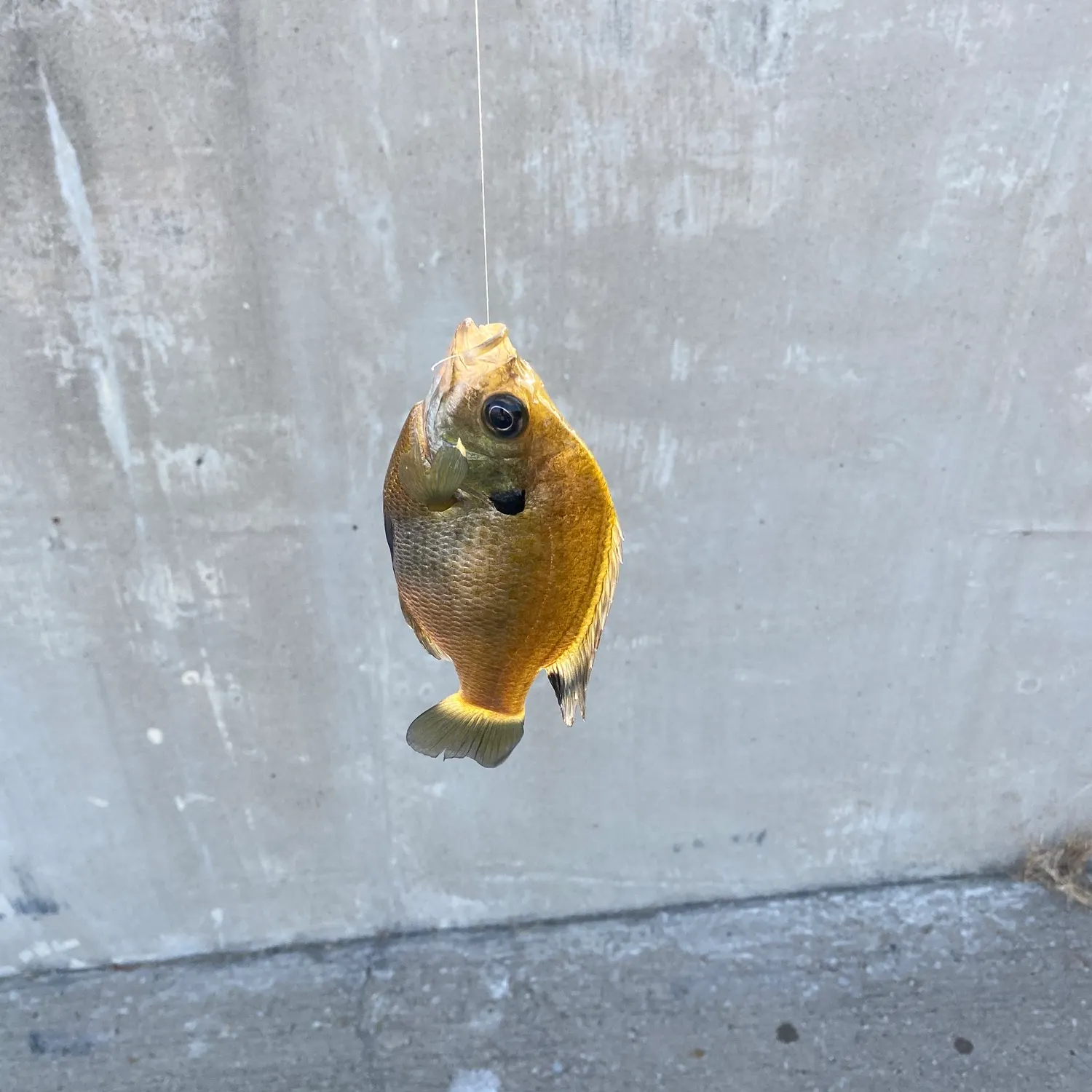 Bluegill caught on Fishbrain