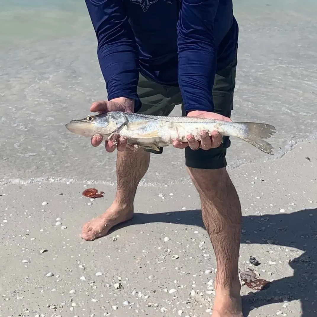 The most recent Common snook catches on Fishbrain