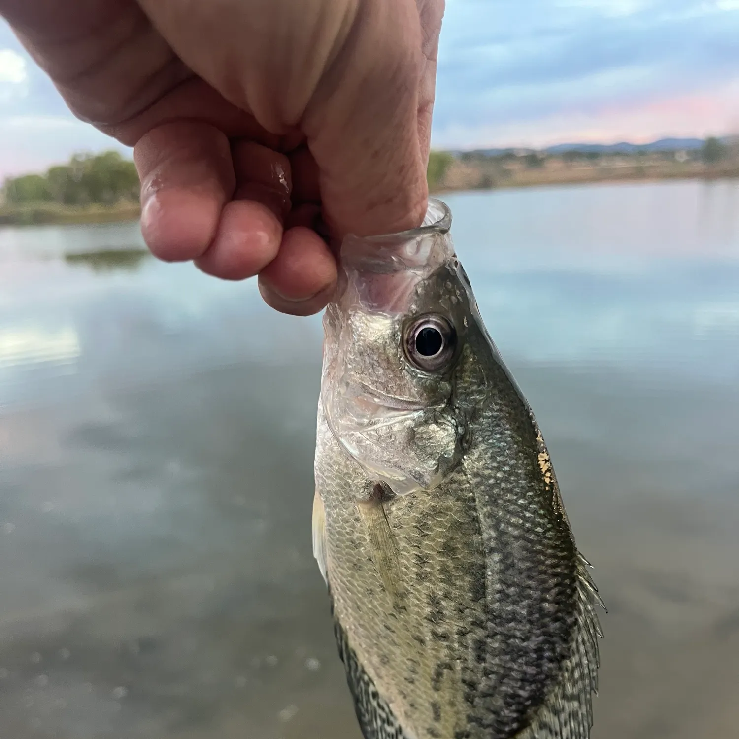 Black crappie caught on Fishbrain