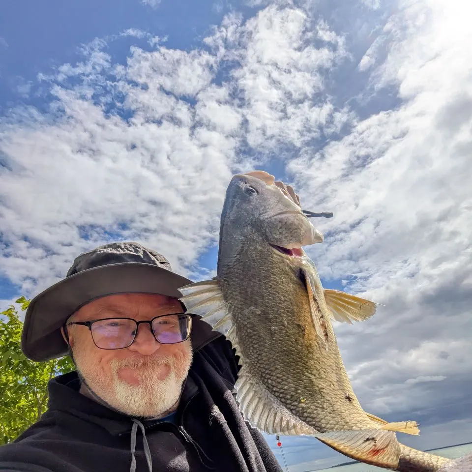Freshwater drum caught on Fishbrain