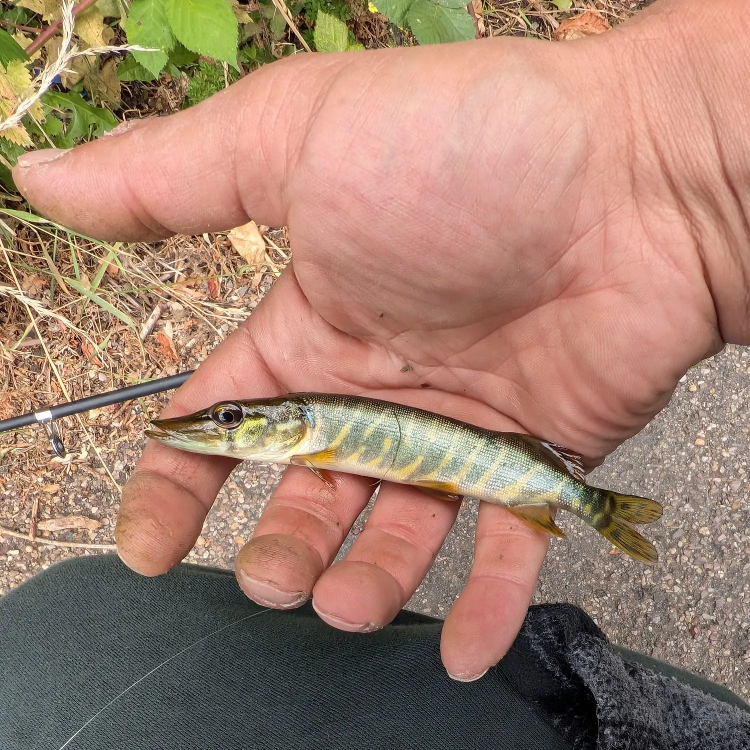 Northern pike caught on Fishbrain