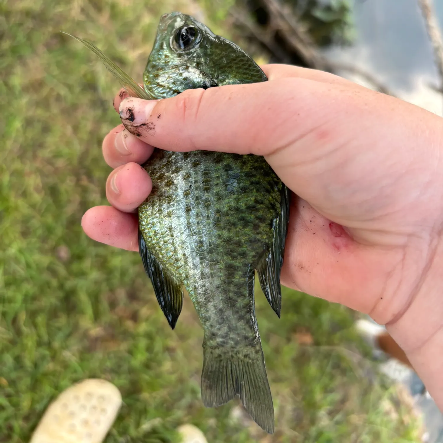 Fish caught on Fishbrain