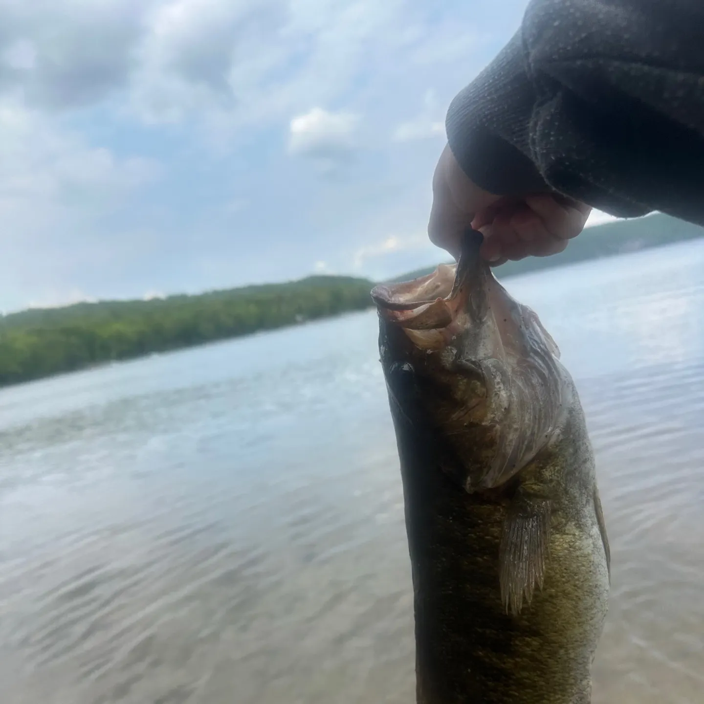 Smallmouth bass caught on Fishbrain