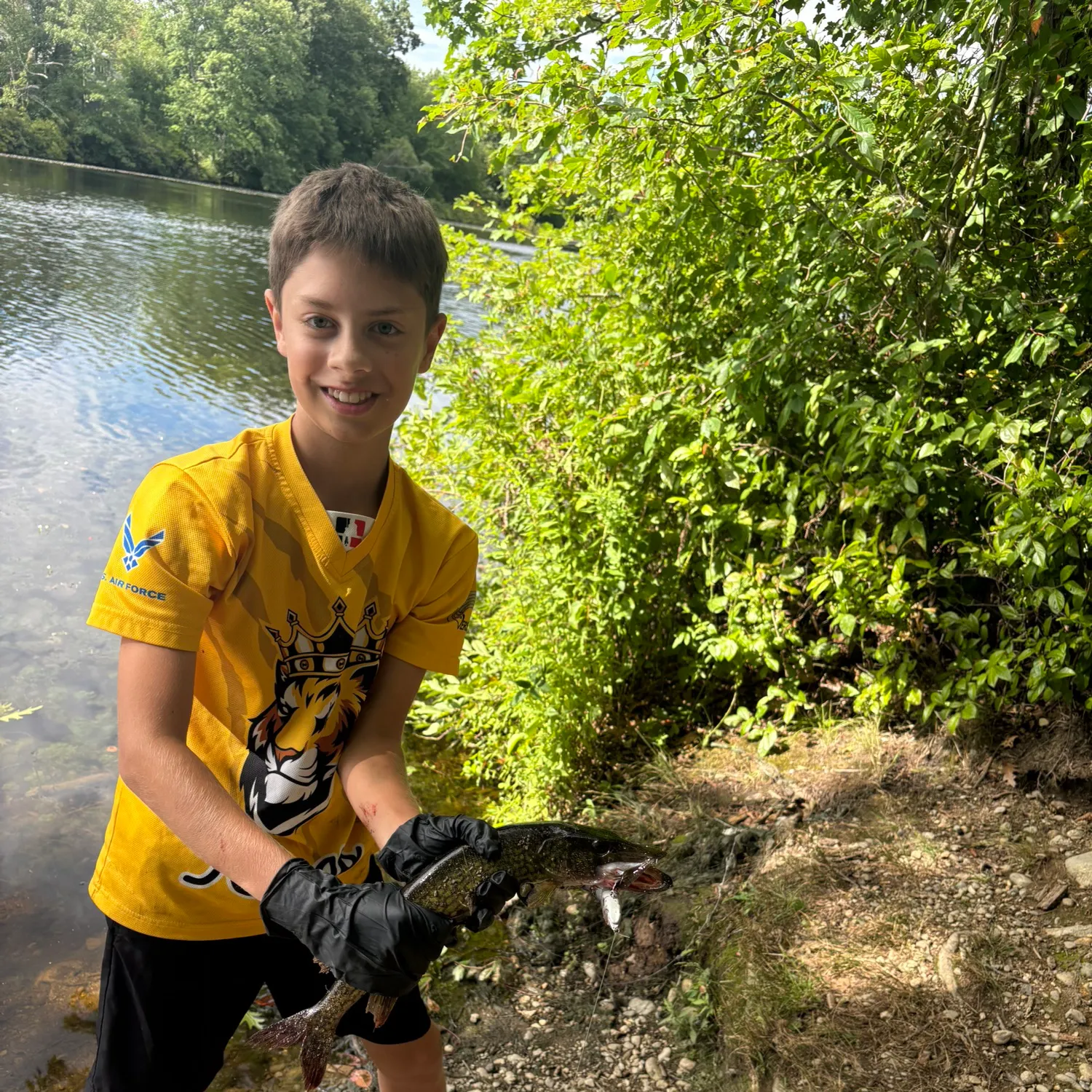 Chain pickerel caught on Fishbrain