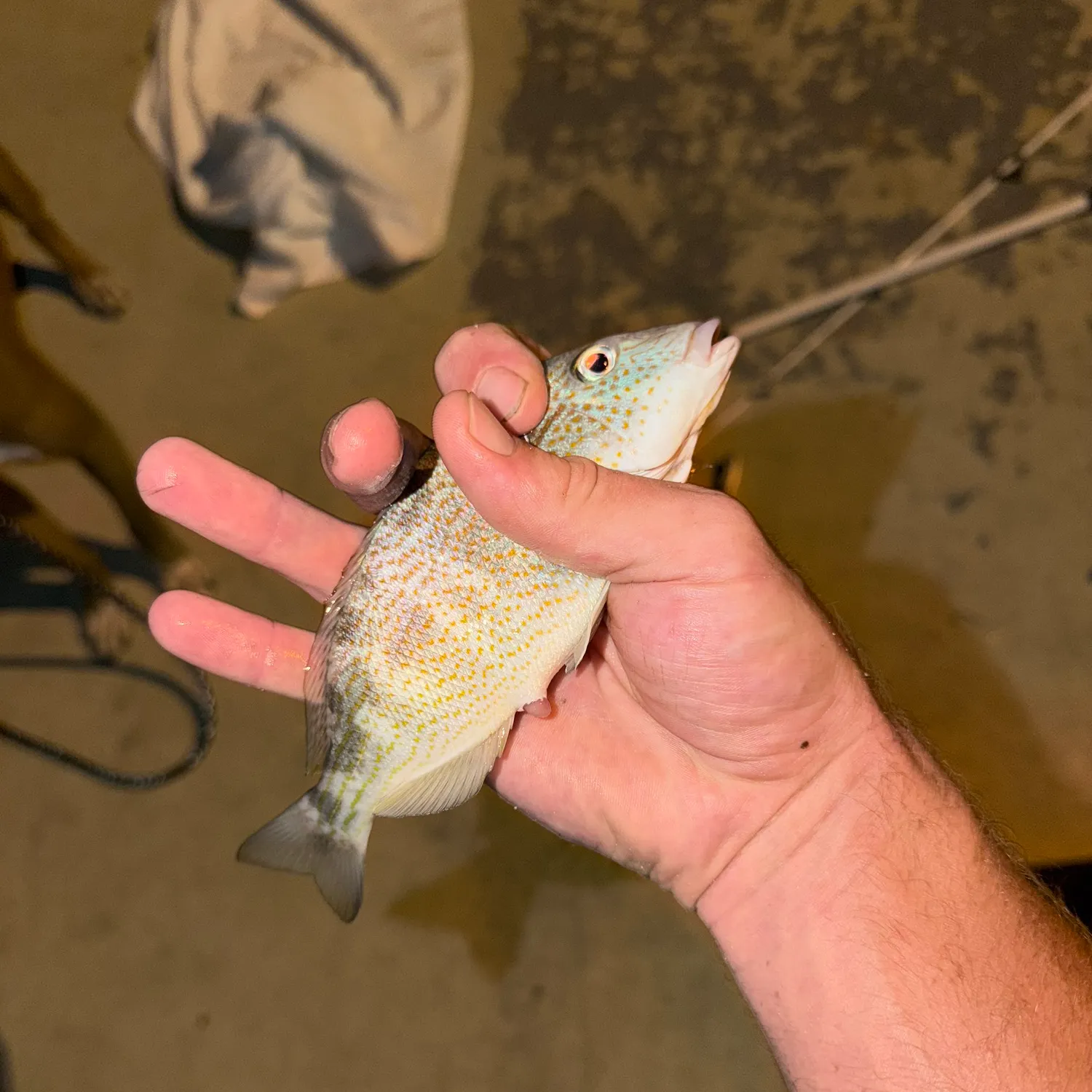 White grunt caught on Fishbrain