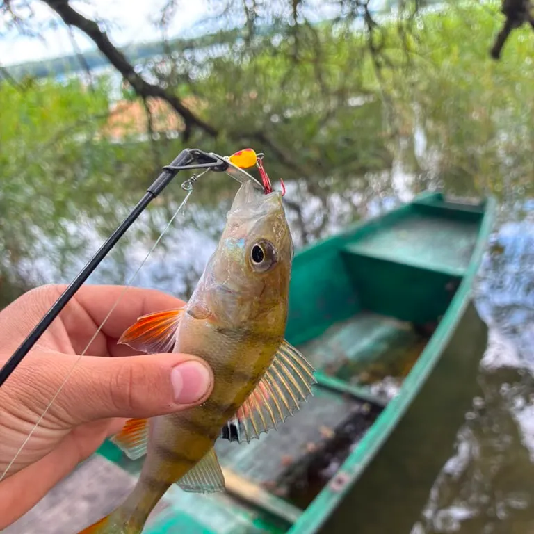 European perch caught on Fishbrain