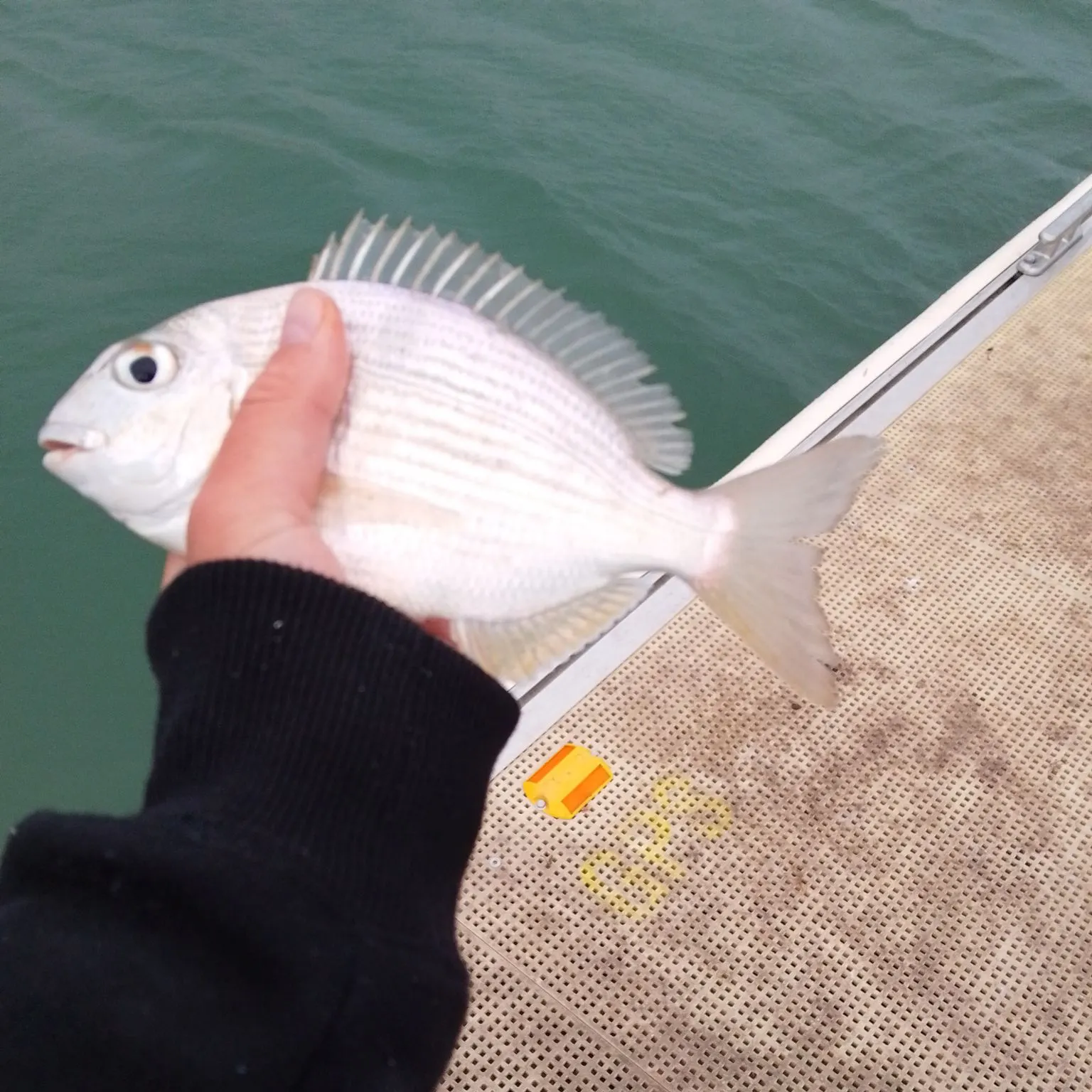 Goldlined seabream caught on Fishbrain