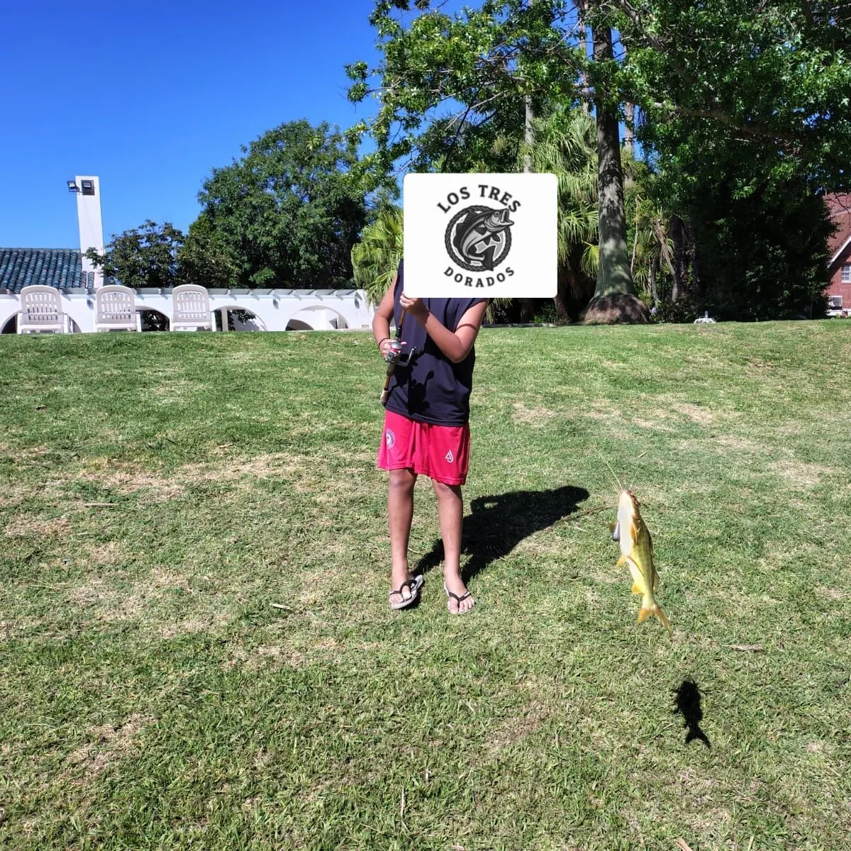 The most recent Spotted pimelodus catches on Fishbrain